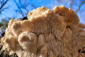 Attēlu rezultāti vaicājumam “Hericium cirrhatum”