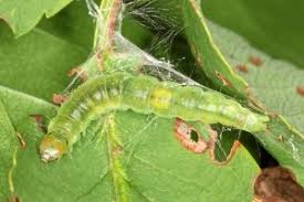 Attēlu rezultāti vaicājumam “Pandemis corylana”