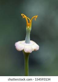 Attēlu rezultāti vaicājumam “Eschscholzia californica fruit”
