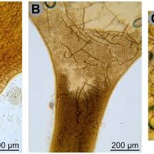 Attēlu rezultāti vaicājumam “Hemitrichia decipiens stalked”