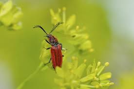 Attēlu rezultāti vaicājumam “Pyrochroa coccinea”