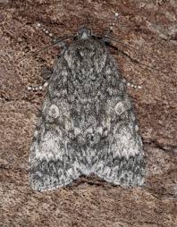 Attēlu rezultāti vaicājumam “Acronicta megacephala larva”