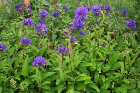 Attēlu rezultāti vaicājumam “Campanula glomerata leaf”