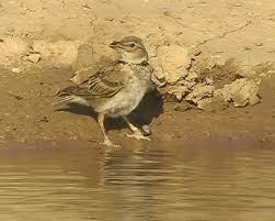 Image result for Melanocorypha calandra