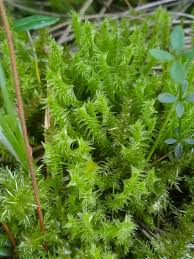 Attēlu rezultāti vaicājumam “Meesia triquetra”