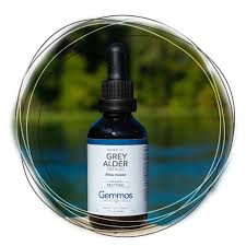 Attēlu rezultāti vaicājumam “Alnus incana bud”