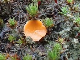 Attēlu rezultāti vaicājumam “Octospora humosa”