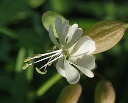 Attēlu rezultāti vaicājumam “Silene vulgaris flower”