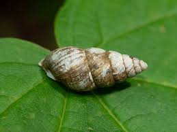 Attēlu rezultāti vaicājumam “Ena montana”