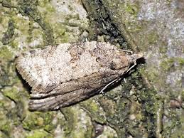 Attēlu rezultāti vaicājumam “Capua vulgana”