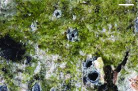 Attēlu rezultāti vaicājumam “Stictis”