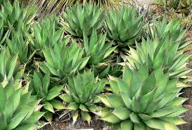 Image result for Mehikasvi