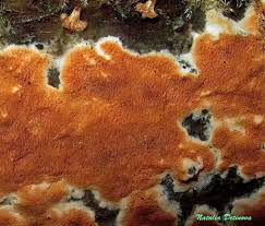 Attēlu rezultāti vaicājumam “Gloeoporus taxicola”