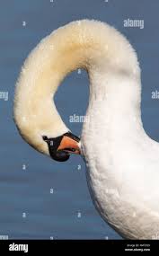 Attēlu rezultāti vaicājumam “Cygnus olor adult”