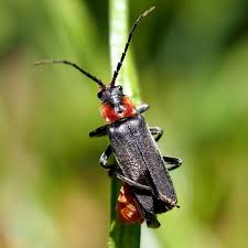 Attēlu rezultāti vaicājumam “Cantharis fusca”