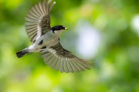 Attēlu rezultāti vaicājumam “Ficedula hypoleuca male”