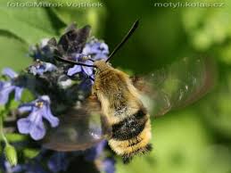 Attēlu rezultāti vaicājumam “Hemaris tityus”