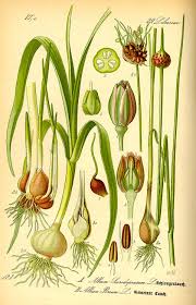 Attēlu rezultāti vaicājumam “Allium scorodoprasum flower”
