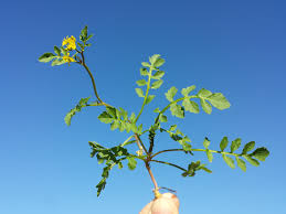 Attēlu rezultāti vaicājumam “Rorippa sylvestris”