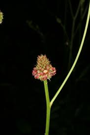 Attēlu rezultāti vaicājumam “Sanguisorba officinalis bud”