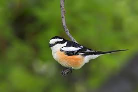 Image result for Lanius nubicus