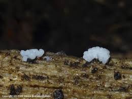 Attēlu rezultāti vaicājumam “Stemonitis marjana”