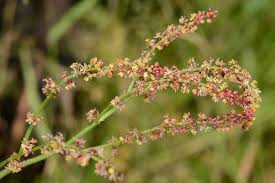 Attēlu rezultāti vaicājumam “Rumex acetosa flower”