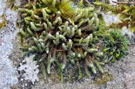 Attēlu rezultāti vaicājumam “Hedwigia ciliata sporophyte”