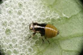Attēlu rezultāti vaicājumam “Aphrophora nymph”