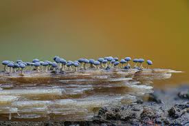 Attēlu rezultāti vaicājumam “Physarum murinum macro”