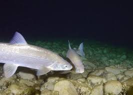 Image result for Coregonus clupeaformis