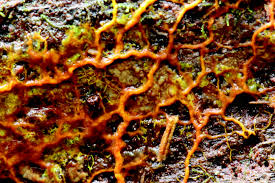 Attēlu rezultāti vaicājumam “Willkommlangea reticulata plasmodium”