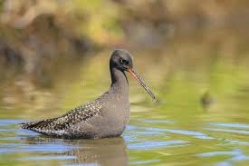 Image result for Tringa erythropus