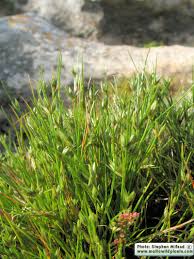Attēlu rezultāti vaicājumam “Juncus bufonius bud”