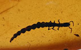 Attēlu rezultāti vaicājumam “Raphidioptera larva”