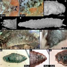 Attēlu rezultāti vaicājumam “Phronia sp. larva”