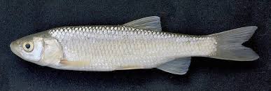 Image result for Squalius cephalus