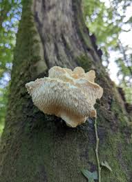 Attēlu rezultāti vaicājumam “Hericium cirrhatum”