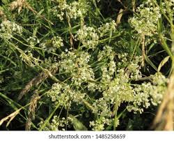 Attēlu rezultāti vaicājumam “Galium album flower”