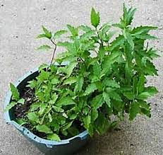 Image result for Chenopodium ambrosioides