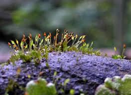 Attēlu rezultāti vaicājumam “Fissidens arnoldii sporophyte”