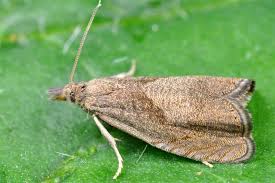 Attēlu rezultāti vaicājumam “Dichrorampha simpliciana”