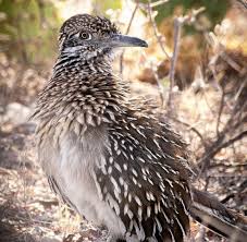 Attēlu rezultāti vaicājumam “Lycogala convexum sessile”