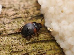 Attēlu rezultāti vaicājumam “Anisotoma humeralis”