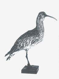 Image result for Numenius tenuirostris