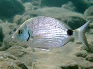 Image result for Diplodus lineatus