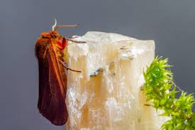 Attēlu rezultāti vaicājumam “Phragmatobia fuliginosa larva”