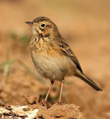 Image result for Anthus godlewskii