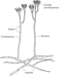 Attēlu rezultāti vaicājumam “Ceratiomyxa morchella stalked”