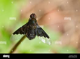 Attēlu rezultāti vaicājumam “Hemipenthes morio”